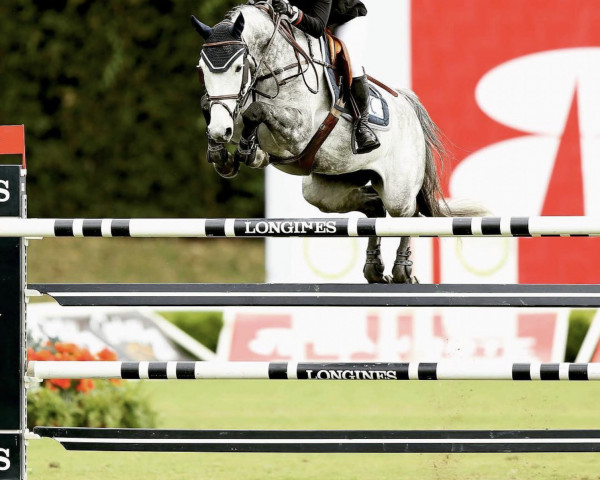 jumper Chemas (Holsteiner, 2008, from Clearway)
