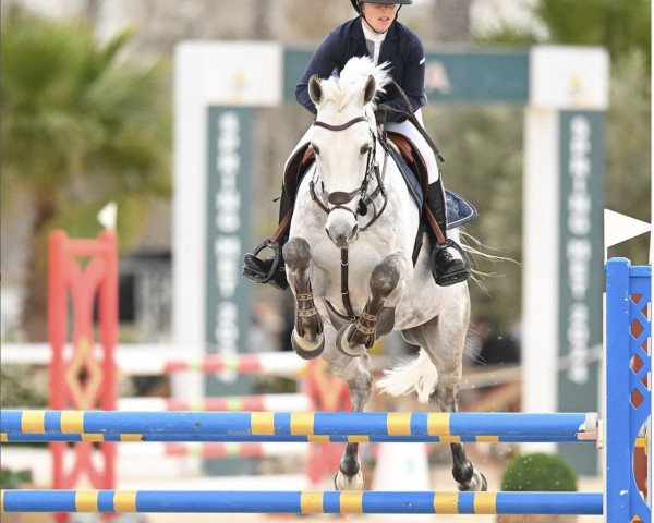 jumper Coca Cola Z (Zangersheide riding horse, 2012, from Coltaire Z)
