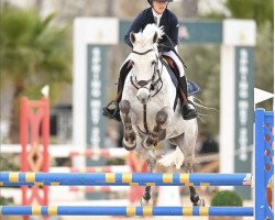 jumper Coca Cola Z (Zangersheide riding horse, 2012, from Coltaire Z)