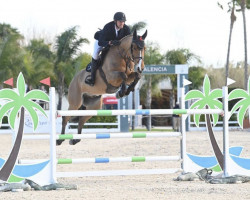jumper Pierrot vd Bisschop (Belgian Warmblood, 2015, from Denzel Vt Meulenhof)