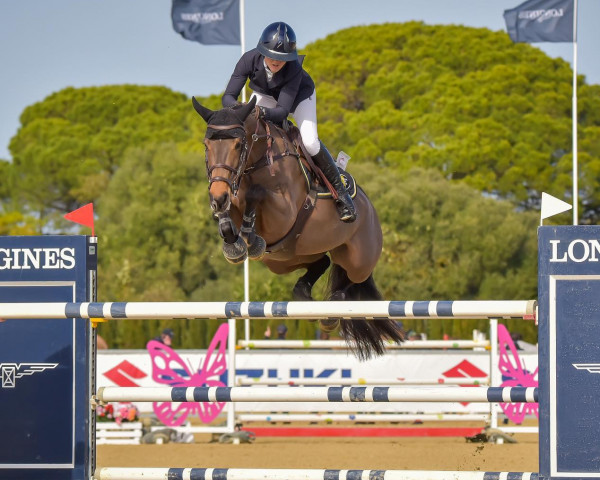 jumper Kainville VDS (KWPN (Royal Dutch Sporthorse), 2015, from Numero Uno)