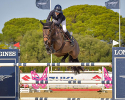 jumper Kainville VDS (KWPN (Royal Dutch Sporthorse), 2015, from Numero Uno)
