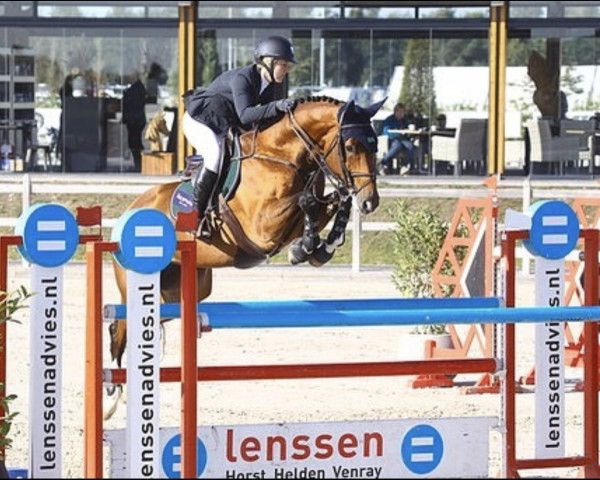 Springpferd Gimondi Ckv (KWPN (Niederländisches Warmblut), 2011, von Eldorado van de Zeshoek)