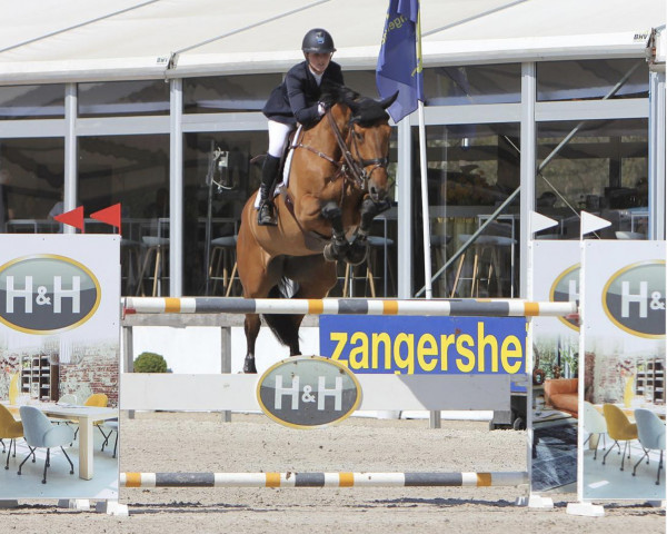 jumper Coeur de Riccerole Vg Z (Zangersheide riding horse, 2011, from Calvaro Z)