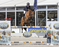 jumper Coeur de Riccerole Vg Z (Zangersheide riding horse, 2011, from Calvaro Z)