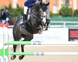 Springpferd Corraghoe Steel (Irish Sport Horse, 2014, von Mermus R)