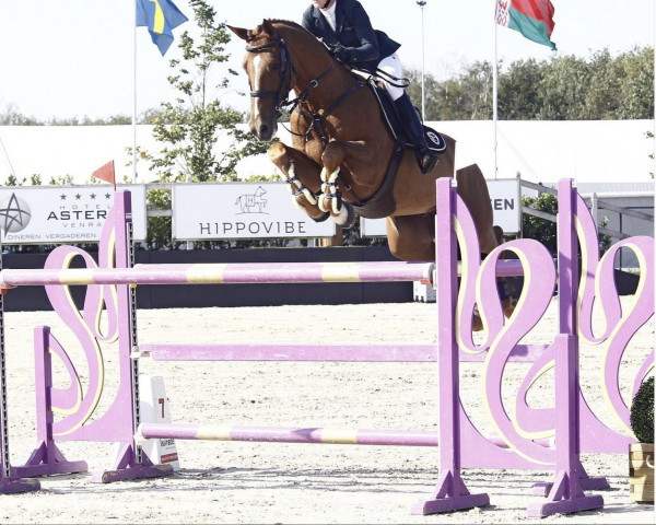 jumper Gentleman Time (KWPN (Royal Dutch Sporthorse), 2011, from Quality Time)