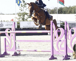 jumper Gentleman Time (KWPN (Royal Dutch Sporthorse), 2011, from Quality Time)