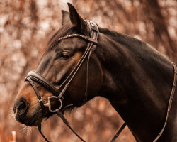 horse Fantastic Feodor ES (Westphalian, 2018, from For Romance I)