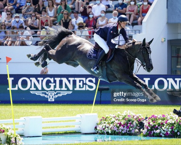 jumper Kitona de Muze (Belgian Warmblood, 2010, from Vigo d'Arsouilles)