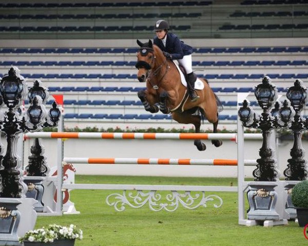 Springpferd Captain (KWPN (Niederländisches Warmblut), 2007, von Verdi)