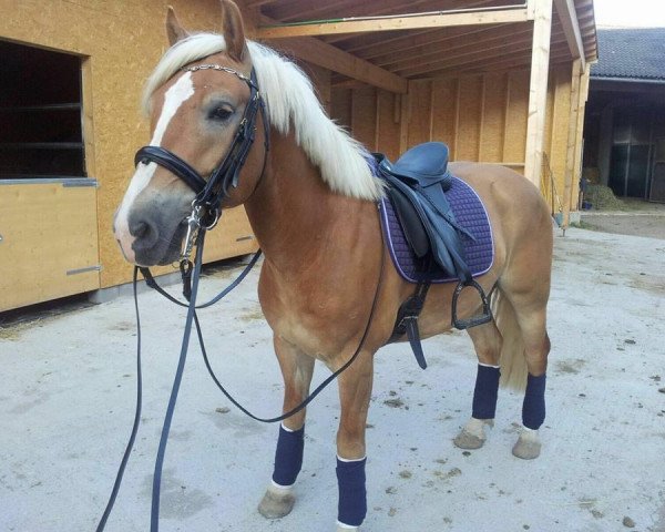 horse Wonderful Dream 19 (Haflinger, 2010, from Wonderful)