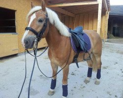 horse Wonderful Dream 19 (Haflinger, 2010, from Wonderful)