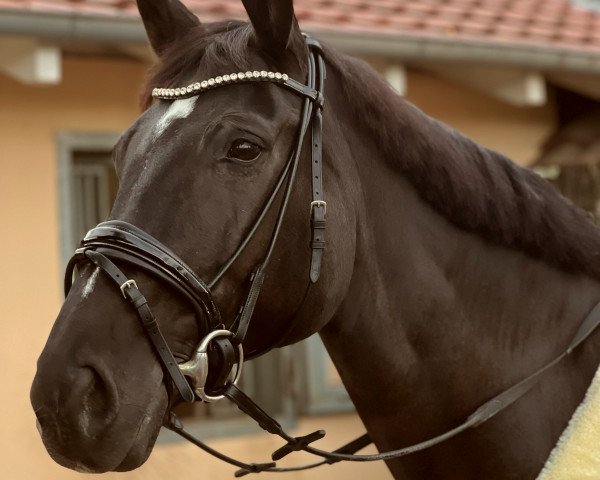 broodmare Belana Bcf (Mecklenburg, 2009, from Jumex Sport Be Bravo) broodmare Belana Bcf (Mecklenburg, 2009, from Jumex Sport Be Bravo)