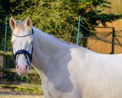 Pferd Wasteins Dream in Cream (Deutsches Reitpony, 2020, von Desmond)