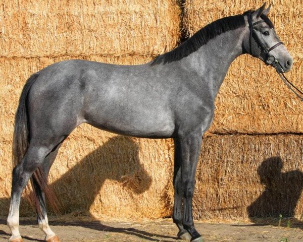 Zuchtstute Philou JHX (KWPN (Niederländisches Warmblut), 2020, von Hardrock Z)