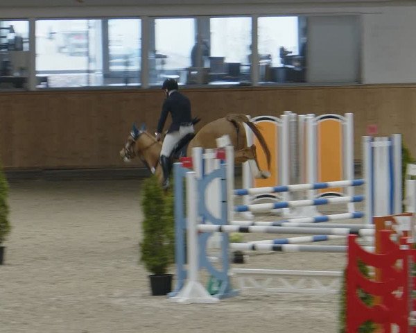 Reitturnier Aachen - Albert-Vahle-Halle 2024