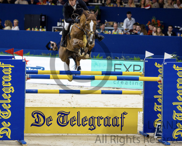 jumper Pretty Woman van't Paradijs (Belgian Warmblood, 2015, from Vigo d'Arsouilles)