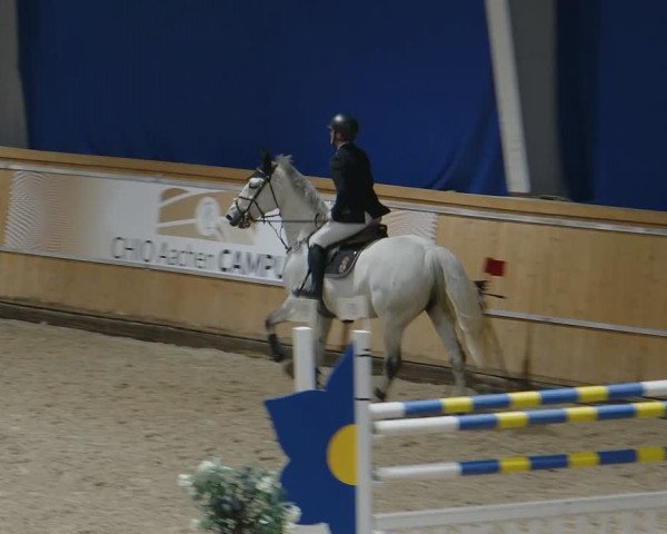 Reitturnier Aachen - Albert-Vahle-Halle 2024