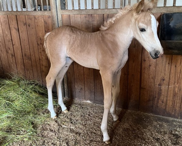 broodmare Wiodora BE (Haflinger, 2023, from Atlantic)
