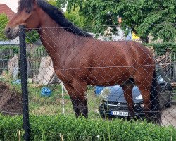 dressage horse Adrian 184 (Pony without race description, 2009)