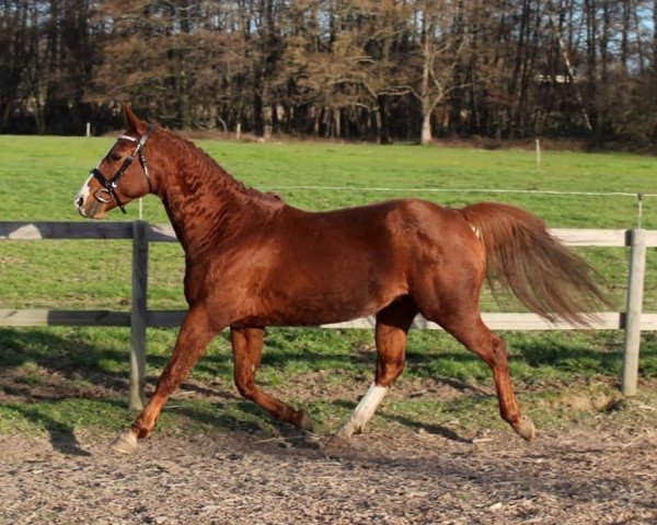stallion Vinka'sboy Verduizant (French Pony, 2009, from Tinka's Boy)