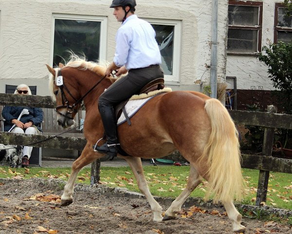 broodmare Harley BE (Haflinger, 2019, from Stakkato K (0,78% ox))