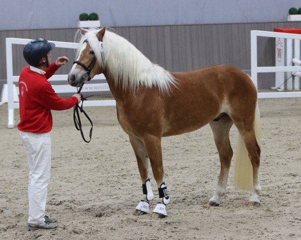 stallion Ninoxx BE (Haflinger, 2021, from Noakley BE)