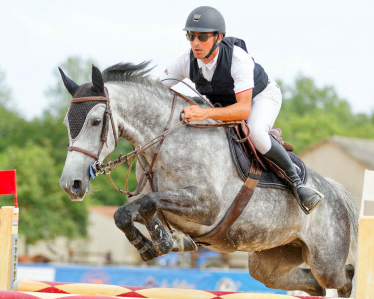 horse Guapa Forza (Selle Français, 2016, from Quality Time)