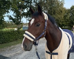 Springpferd Cajou 18 (Holsteiner, 2013, von Centurion)