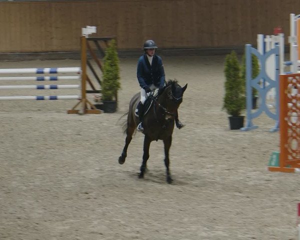Reitturnier Aachen - Albert-Vahle-Halle 2024