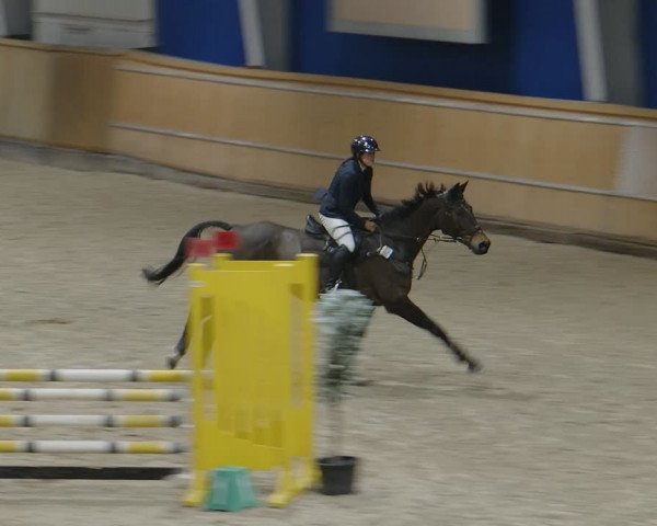 Reitturnier Aachen - Albert-Vahle-Halle 2024