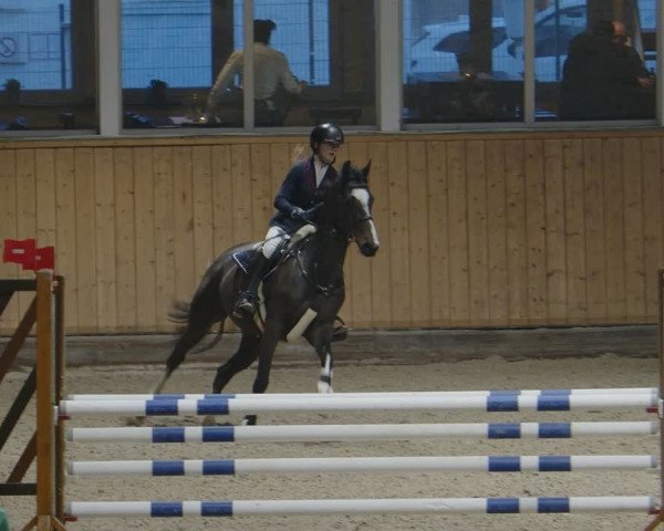 Reitturnier Aachen - Albert-Vahle-Halle 2024