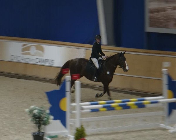 Reitturnier Aachen - Albert-Vahle-Halle 2024