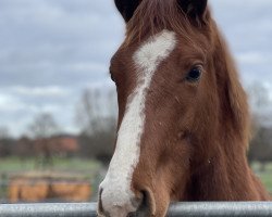 horse Dia Cantuccini (Westphalian, 2022, from Dia Corrado)