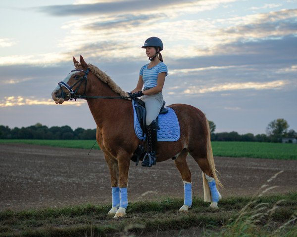 Dressurpferd Crimson's Charlie (Welsh Pony (Sek.B), 1999, von Tetworth Crimson Lake)