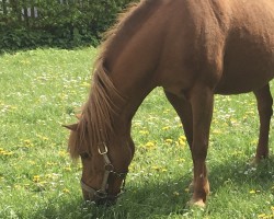 broodmare Cherie 211 (Pony without race description, 2002, from unbek.)