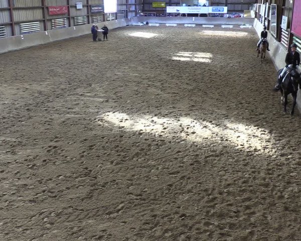 Reitturnier Springe 2024