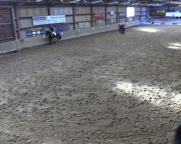 Reitturnier Springe 2024