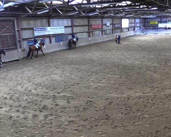 Reitturnier Springe 2024