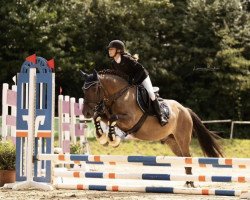 horse Vahva Tinasõdur (Estonian Sport, 2014)