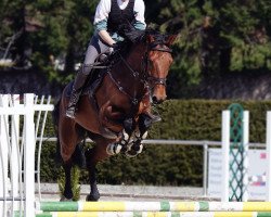 jumper Cashmoon (Holsteiner, 2014, from Casalito)