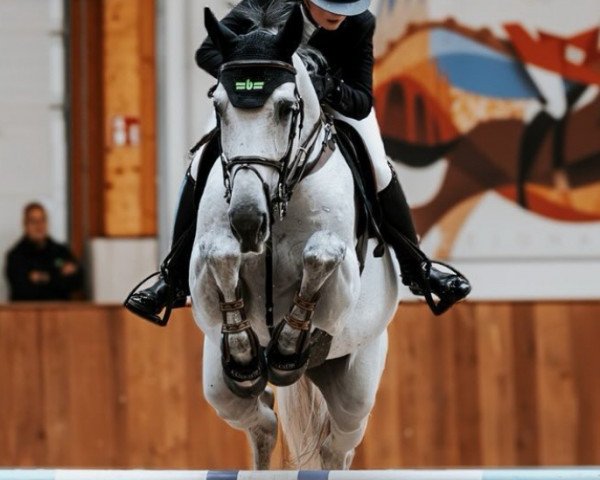 stallion Cornetaro B (Holsteiner, 2016, from Cornet Obolensky)