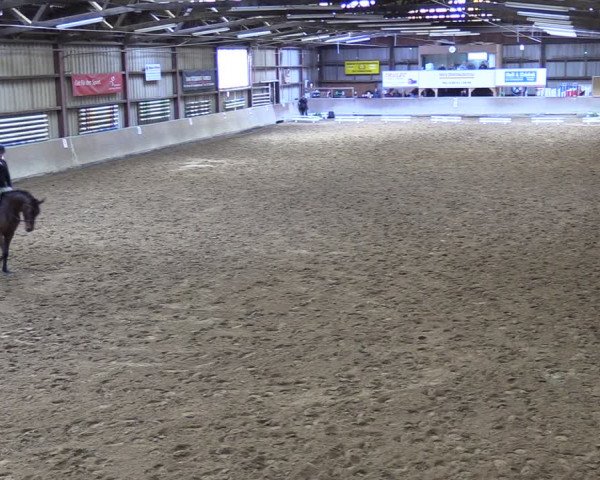 Reitturnier Springe 2024