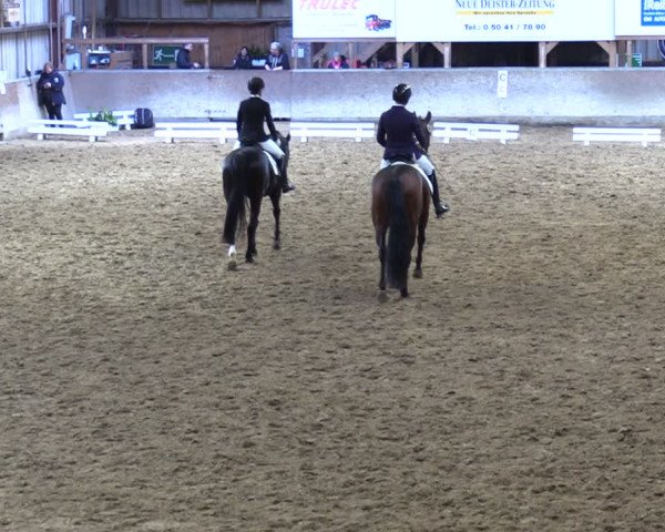 Reitturnier Springe 2024