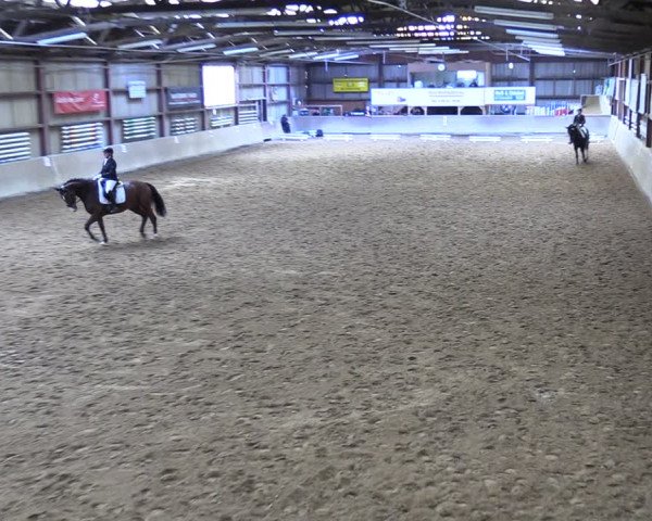 Reitturnier Springe 2024
