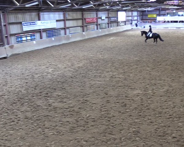Reitturnier Springe 2024