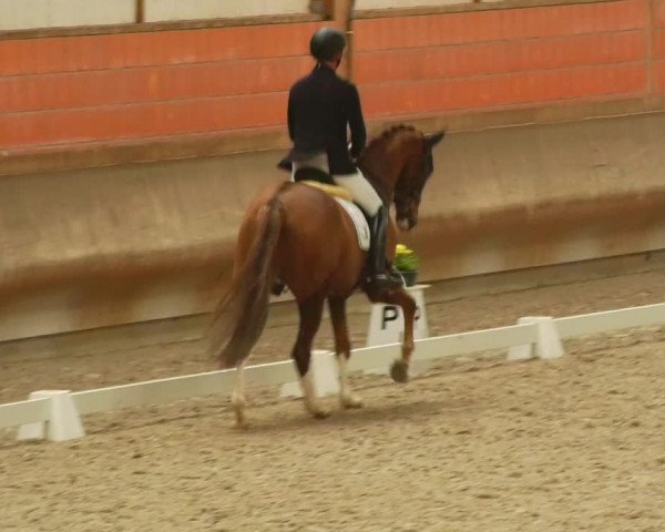 Reitturnier Tremsdorf, Eichenhof 2024