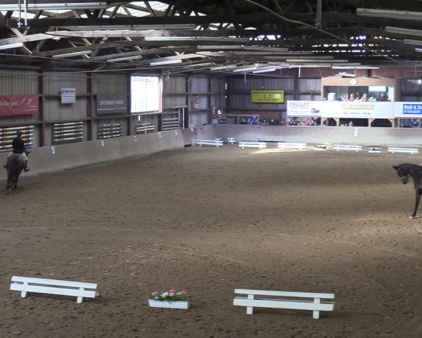 Reitturnier Springe 2024