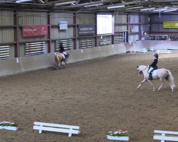 Reitturnier Springe 2024